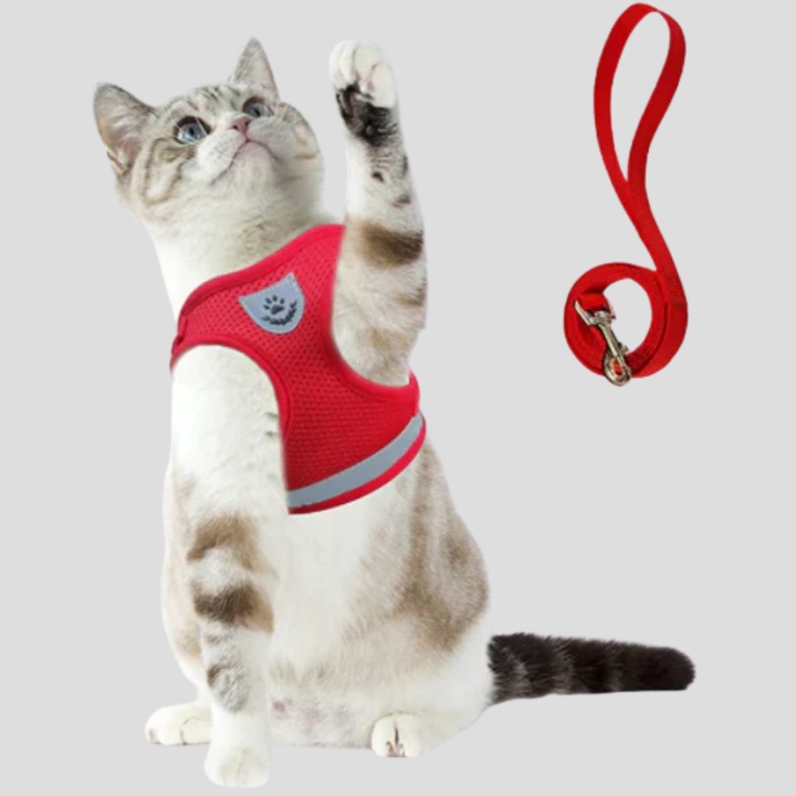 Cat Harness with Leash